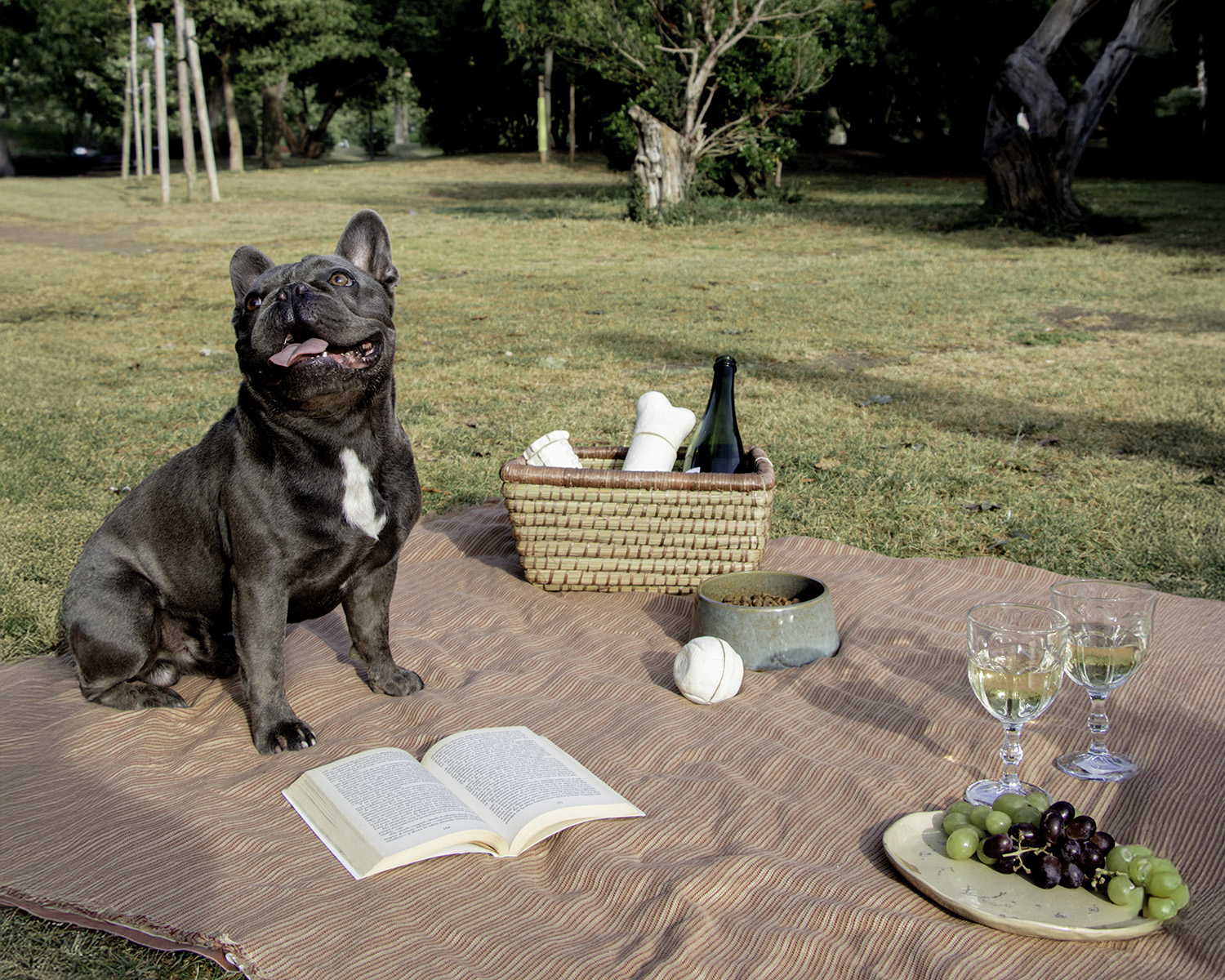 Brand photos for ChewMe, an eco-friendly dog treat brand concept, creating a natural, sustainable feel aligned with the project’s vision.